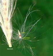  Raceme and Spikelet